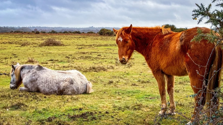 Two New Forest Ponies roaming Whitefield Moor in the New Forest National Park